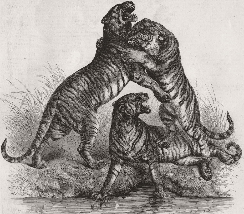 ANIMALS. Group of Tigers fighting 1870 old antique vintage print picture